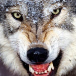 erfelek-kurt-kopek-yedi