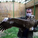 sinop_ta_tedavisi_tamamlanan_bozkir_kartali_dogaya_salindi_h33176_a97be