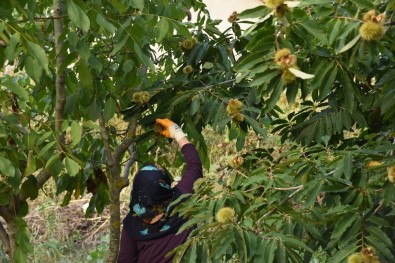 20201003_sinop-kestanesinin-mesakkatli-hasadi-basladi (1)