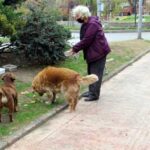 bosalan_sokaklarda_ac_kalan_sokak_hayvanlarini_elleriyle_besliyor_h34912_2b789