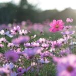 0x0-cemre-nedir-nereye-ne-zaman-duser-birinci-ikinci-ve-ucuncu-cemre-ne-zaman-dusecek-1645339284962