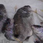 bu-balik-bobrek-tasina-birebir_218d9 (1)