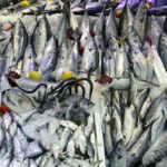 karadeniz-de-palamut-hamsi-bollugunda_70446