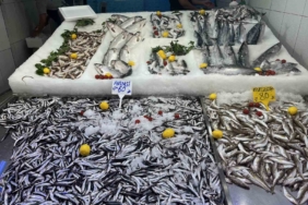 SİNOP’TA HAMSİ TEZGAHA GELDİ