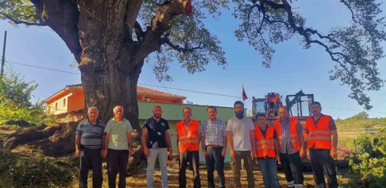 Türkeli’nin tarihi ağacı “Koca Meşe” emin ellerde