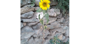 GridArt_20230907_130103093