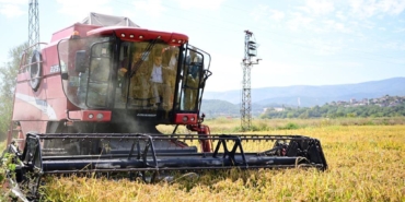 Boyabat çeltik hasatı