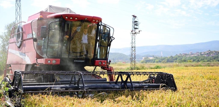 Boyabat’ta ilk çeltik hasatı gerçekleşti