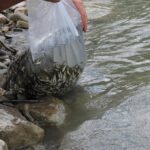 Su Kaynaklarının Balıklandırılması Projesi