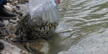 Su Kaynaklarının Balıklandırılması Projesi