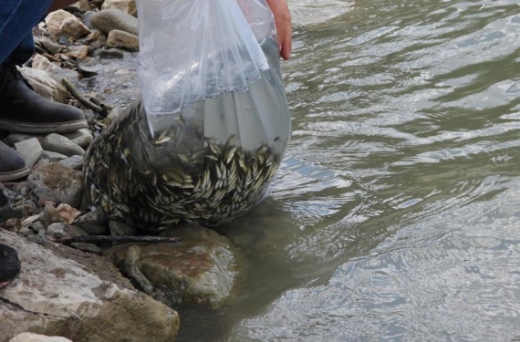 Su Kaynaklarının Balıklandırılması Projesi