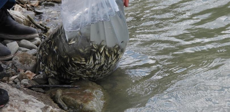 Boyabat’taki göletler balıklandırılmaya devam ediyor