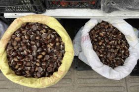 SİNOP KESTANESİ CEP YAKIYOR: KİLOSU 300 LİRA