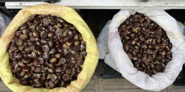 SİNOP KESTANESİ CEP YAKIYOR: KİLOSU 300 LİRA