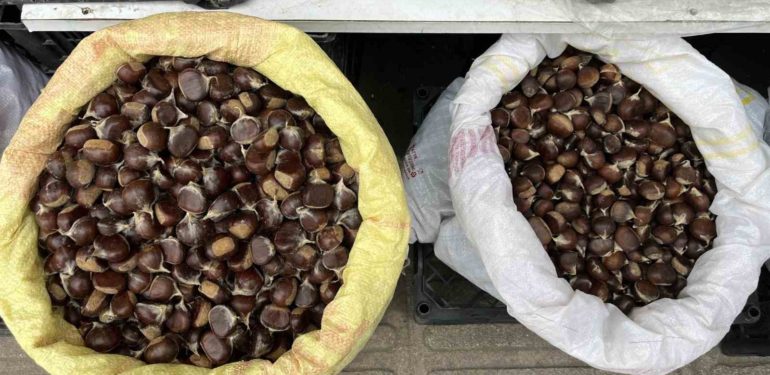 Sinop kestanesi cep yakıyor: Kilosu 300 lira