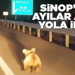 Sinop Ayı