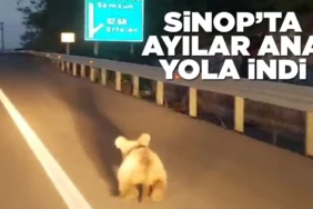 Sinop Ayı