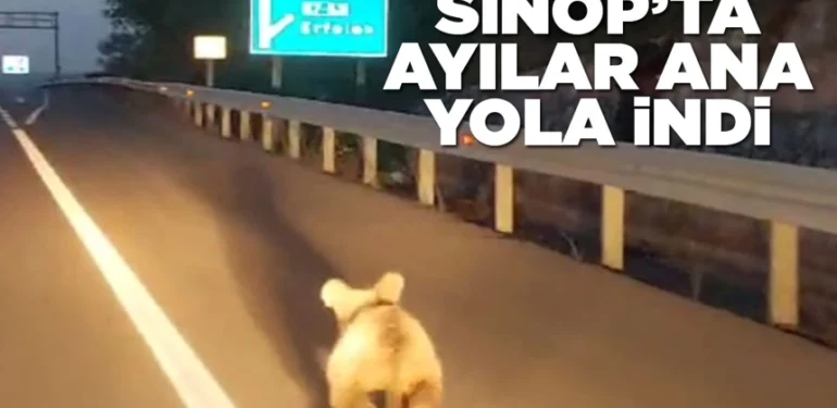 Sinop’ta ayılar yola indi