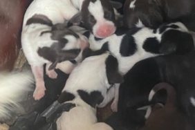 SOKAK KÖPEĞİ, TEK SEFERDE 11 YAVRU DOĞURDU TEK SEFERDE DOĞAN 11 YAVRU KÖPEK, İLÇEDE NEŞE KAYNAĞI OLDU