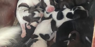 SOKAK KÖPEĞİ, TEK SEFERDE 11 YAVRU DOĞURDU TEK SEFERDE DOĞAN 11 YAVRU KÖPEK, İLÇEDE NEŞE KAYNAĞI OLDU
