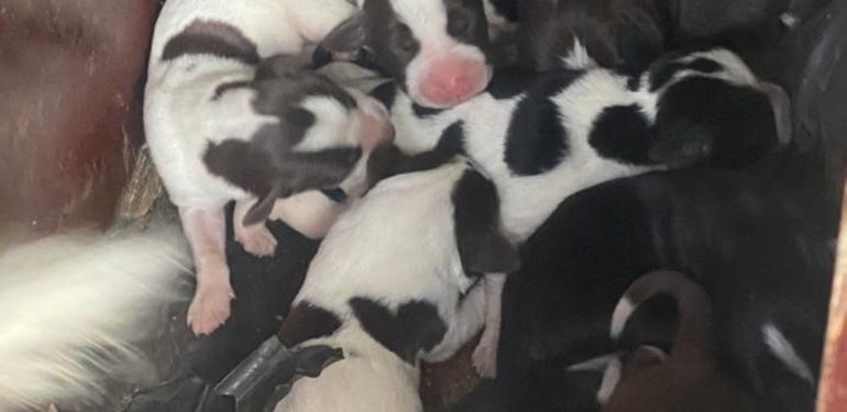 Sokak köpeği, tek seferde 11 yavru doğurdu