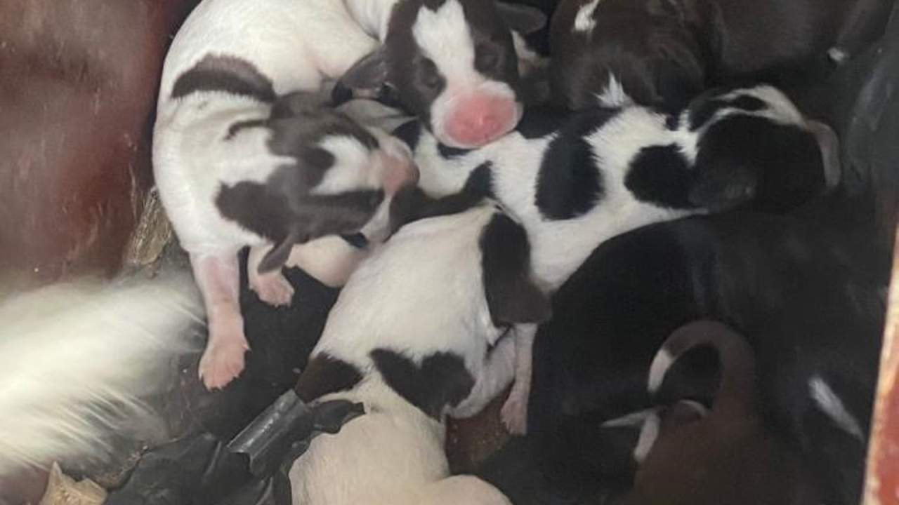 SOKAK KÖPEĞİ, TEK SEFERDE 11 YAVRU DOĞURDU TEK SEFERDE DOĞAN 11 YAVRU KÖPEK, İLÇEDE NEŞE KAYNAĞI OLDU