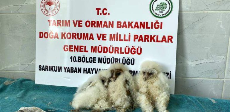 Annelerinin terk ettiği yavru baykuşlar koruma altına alındı