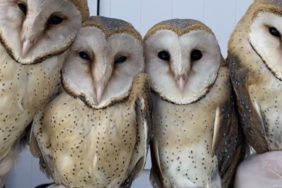 SİNOP'TA TEDAVİSİ TAMAMLANAN 4 BAYKUŞ DOĞAYA SALINDI