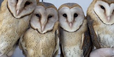 SİNOP'TA TEDAVİSİ TAMAMLANAN 4 BAYKUŞ DOĞAYA SALINDI