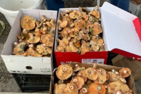 boyabat_kanlica_mantari