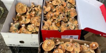 boyabat_kanlica_mantari