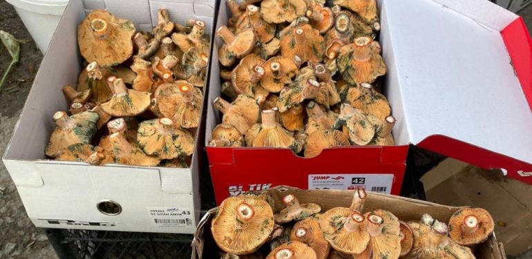 Boyabat’ta Kanlıca Mantarı Pazara İndi…