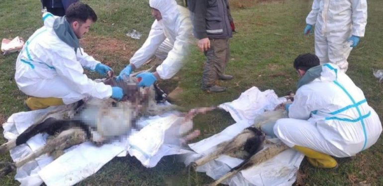 Sinop’ta küçükbaş hayvan ölümlerinin nedeni belli oldu