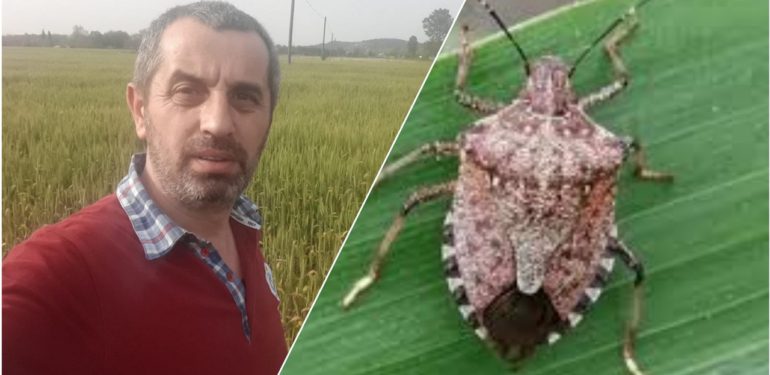 Bu böceğe dikkat. Bölgemizde hızla yayılıyor