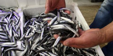 hamsi-25-liraya-dustu