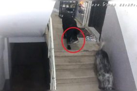 sinopta-gulumseten-olay-apartmana-giren-kopekler-misafirin-ayakkabisini-caldi