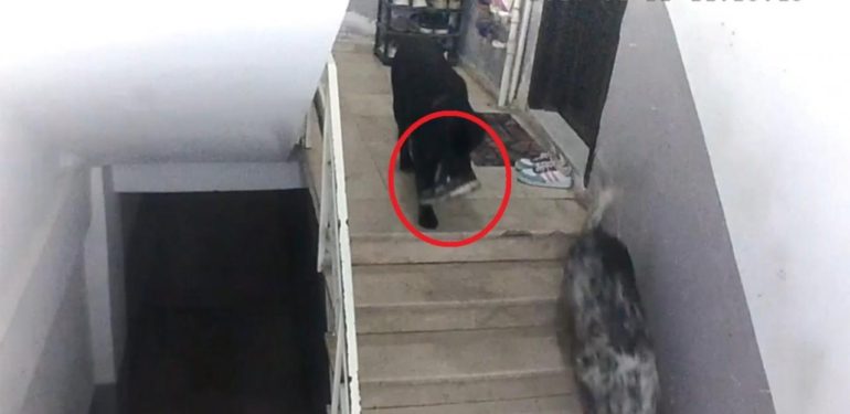 Apartmana giren köpekler misafirin ayakkabısını çaldı