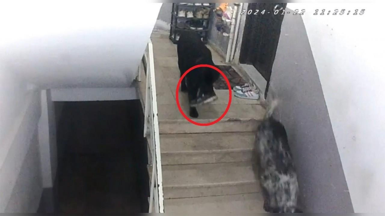 sinopta-gulumseten-olay-apartmana-giren-kopekler-misafirin-ayakkabisini-caldi