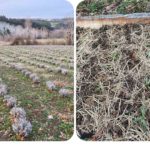 GridArt_20240210_220415518