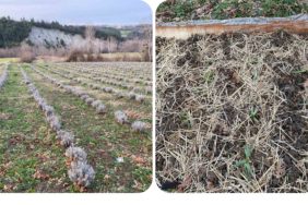 GridArt_20240210_220415518