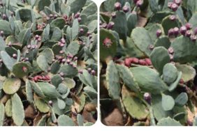 GridArt_20240215_155953884