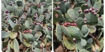 GridArt_20240215_155953884