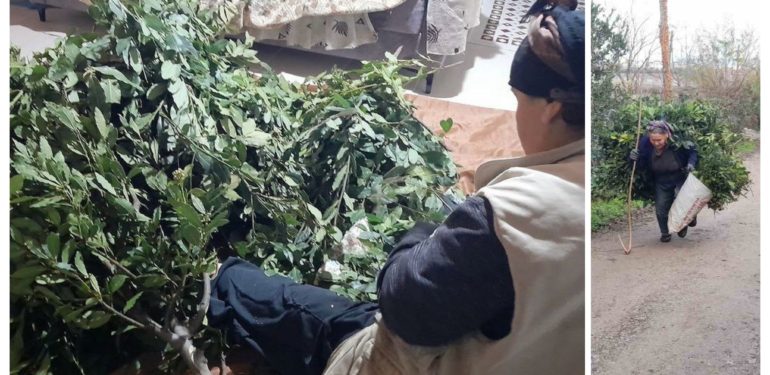 Defne yaprakları yoğun ilgi görüyor