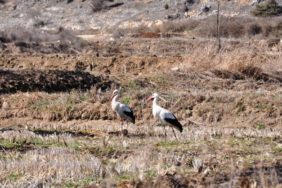 20240313_2_62981630_98751313