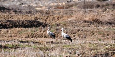 20240313_2_62981630_98751313