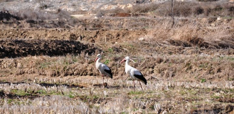Saraydüzü İlçesine Baharın Habercisi Leylekler Gelmeye Başladı