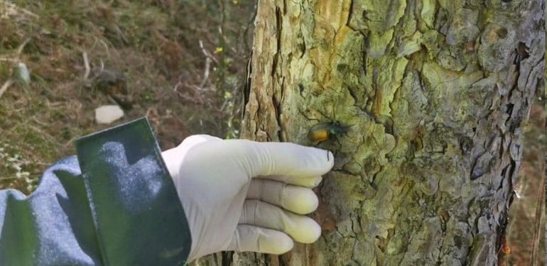 Avcı böcekler Sinop’ta göreve başladı