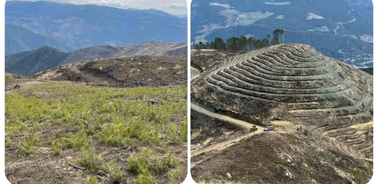 Boyabat’ta 4 yıl önce yanan bölge yeniden yeşeriyor