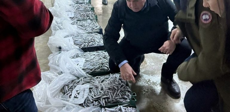 Sinop Hamsisine İspanyol Firma Talip