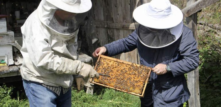 İklim değişikliği ve gal arısı zararlısı kestane balı rekoltesini olumsuz etkiliyor